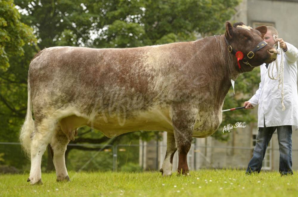 1st Senior Cow - Old Glenort Skylark - 15/04/06